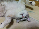 猫写真
